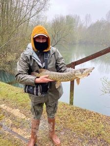 Chain Pickerel
