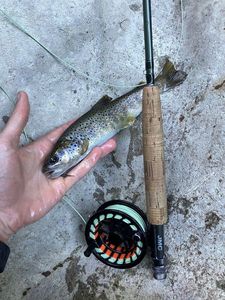 Brown Trout