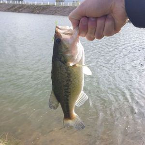 Smallmouth Bass