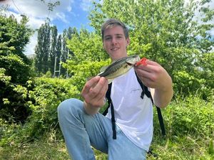 Largemouth Bass