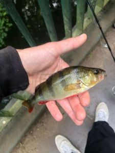 European Perch