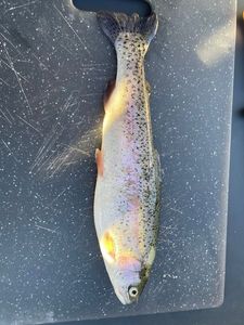 Rainbow Trout