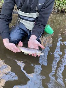 Brown Trout