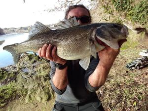 European Bass (Seabass)