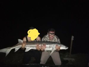 Sturgeon
