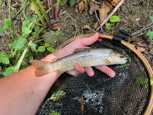 Brown Trout