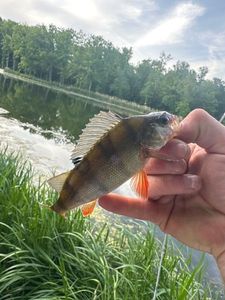 European Perch