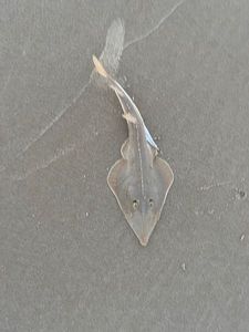 Common Guitarfish