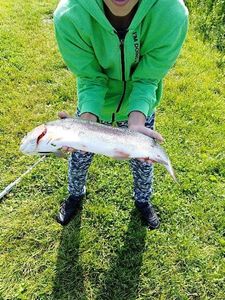 Rainbow Trout