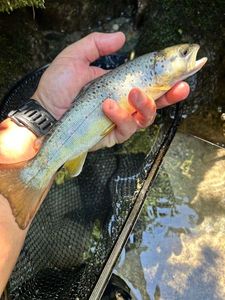 Brown Trout