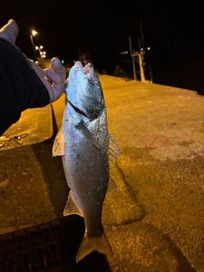 European Bass (Seabass)