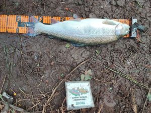 Rainbow Trout