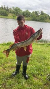 Northern Pike