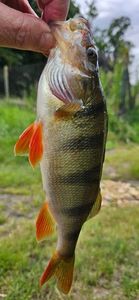 European Perch