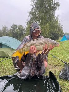 Common Carp