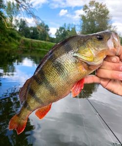 European Perch