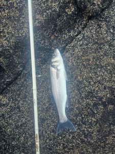 European Bass (Seabass)