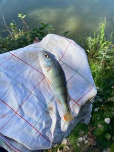 European Perch