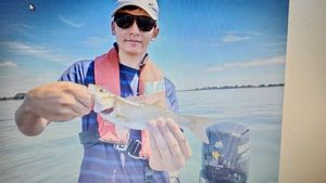 European Bass (Seabass)