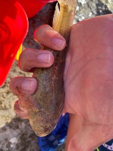 Giant Goby