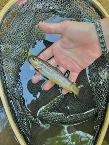Brown Trout