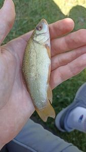 Tench