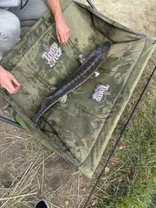 Sturgeon