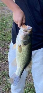 Largemouth Bass