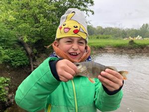 European Perch