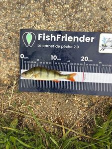 European Perch