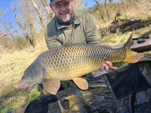 Common Carp