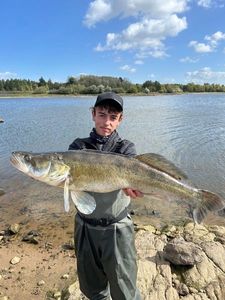 Zander