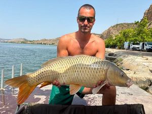 Common Carp