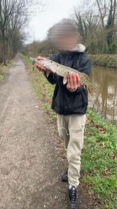 Northern Pike