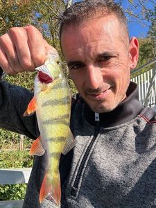European Perch