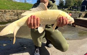 Koï Fish
