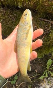 Brown Trout