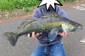 Zander