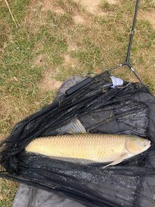 Silver Carp