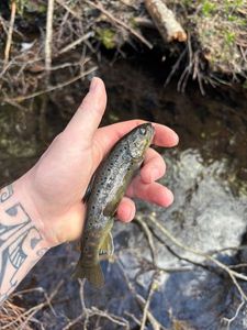 Brown Trout