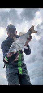 European Bass (Seabass)