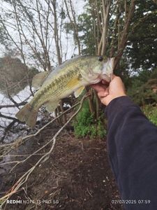 Largemouth Bass