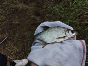 Common Bream