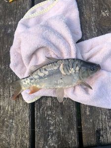Mirror Carp