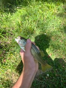 Largemouth Bass
