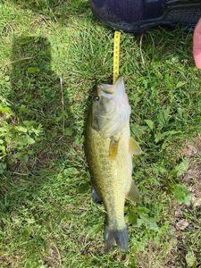 Largemouth Bass