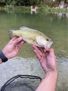 Smallmouth Bass