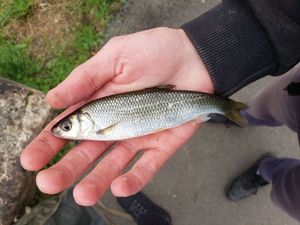 Common Dace