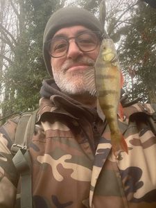 European Perch