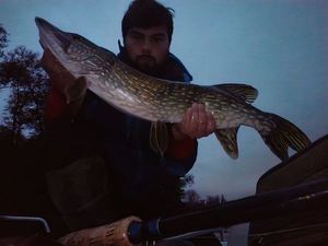 Northern Pike